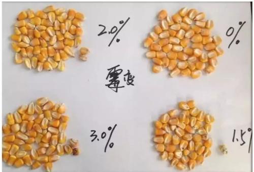 玉米霉變 玉米霉變