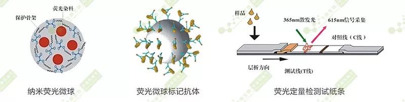 熒光定量快速檢測(cè)原理  熒光定量快速檢測(cè)原理