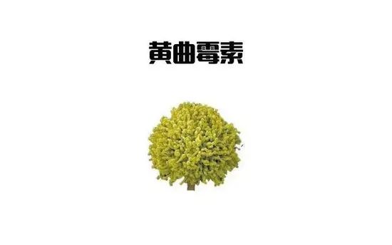 黃曲霉素 黃曲霉素