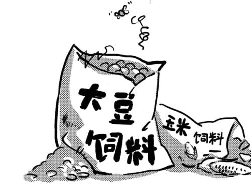 豬飼料 豬飼料