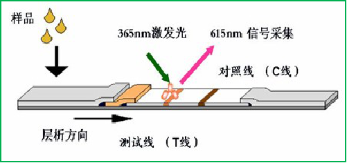 熒光定量檢測(cè)技術(shù) 熒光定量檢測(cè)技術(shù)