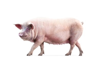 非洲豬瘟 非洲豬瘟