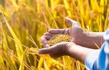 真菌毒素 真菌毒素
