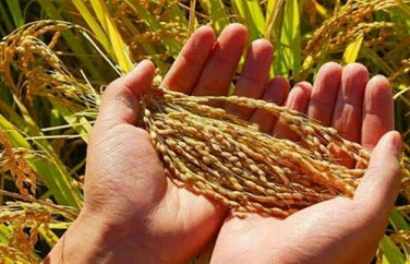 糧食真菌毒素 糧食真菌毒素