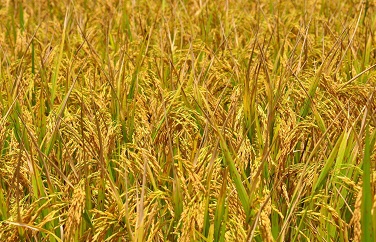 稻谷重金屬 稻谷重金屬