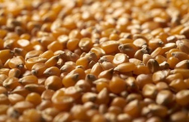 玉米嘔吐毒素 玉米嘔吐毒素