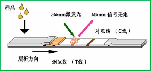 真菌毒素檢測(cè)原理 真菌毒素檢測(cè)原理